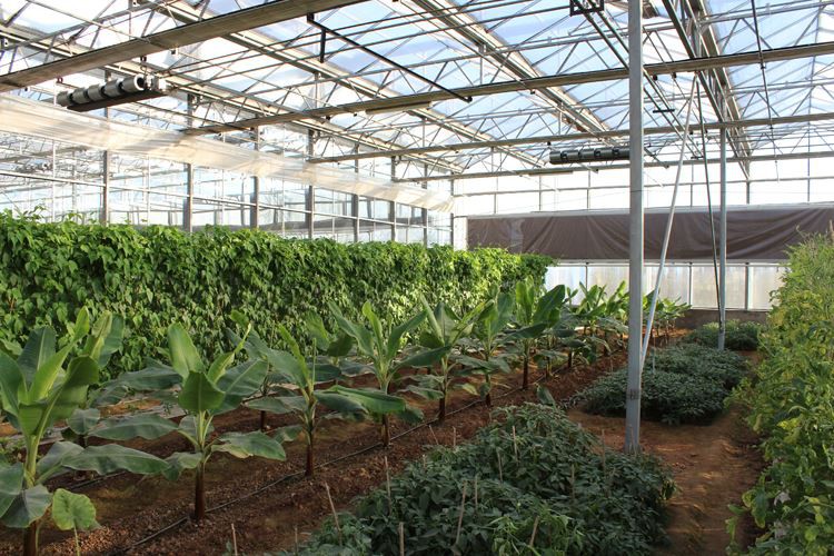 Hydroponic System For Glass Greenhouse