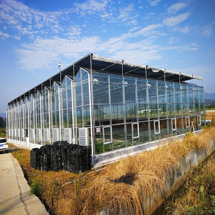 How to prevent gray mold of kidney bean in greenhouse